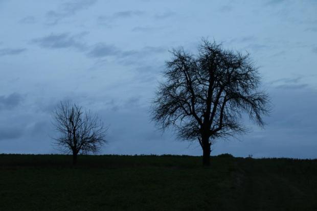Großer Baum und kleiner Baum vor einem dunklen Abendhimmel.